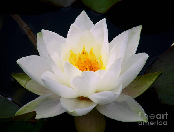 Water Lily Poster featuring the photograph White Water Lily by Nina Ficur Feenan