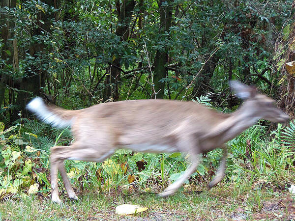 Fawn Poster featuring the photograph Whitetail Deer 037 by Christopher Mercer