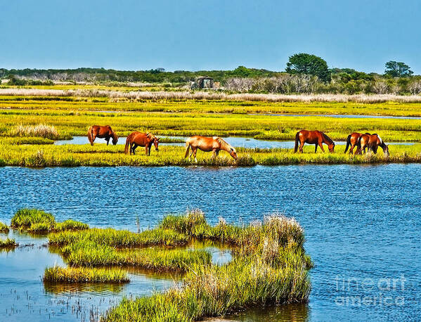 Assateague Island Poster featuring the photograph Wild Ponies of Assateague by SCB Captures
