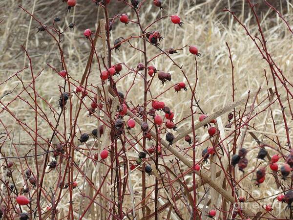 Rose Hip Poster featuring the photograph Wild Rose Hips in Winter by Helen Campbell