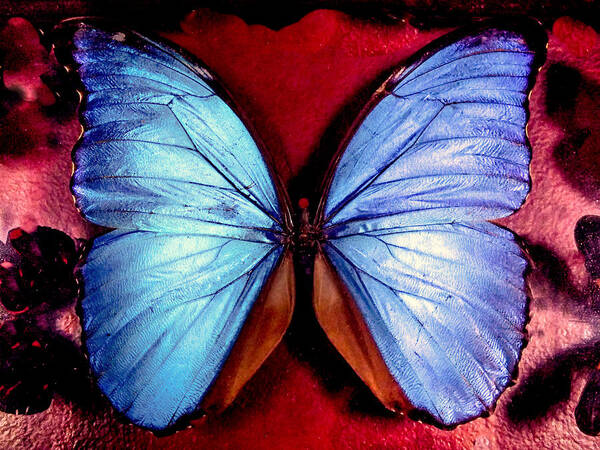 Blue Butterflies Poster featuring the photograph WINGS of NATURE by Karen Wiles