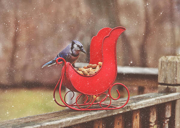 Blue Jays Poster featuring the photograph Winter Blue Jay #3 by Pat Abbott