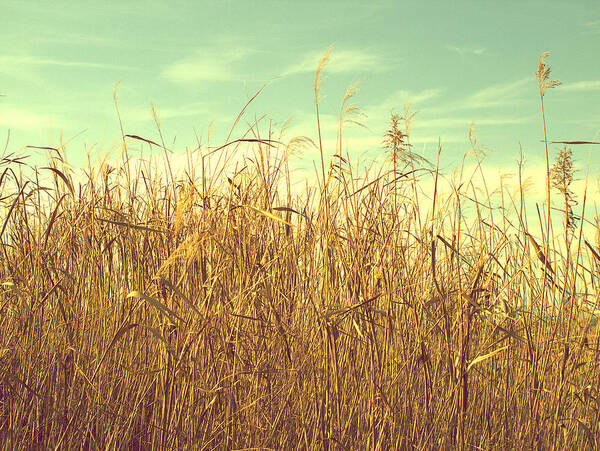 Winter Poster featuring the photograph Winter Grass by Yuka Kato