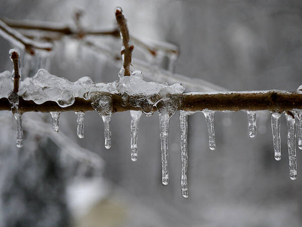 Winter Poster featuring the photograph Winter - Ice Drops by Richard Reeve