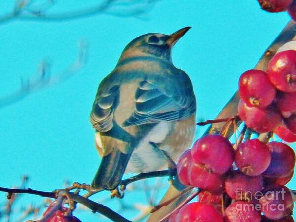 Robin Poster featuring the photograph Winter Robin and Crabapples by Judy Via-Wolff