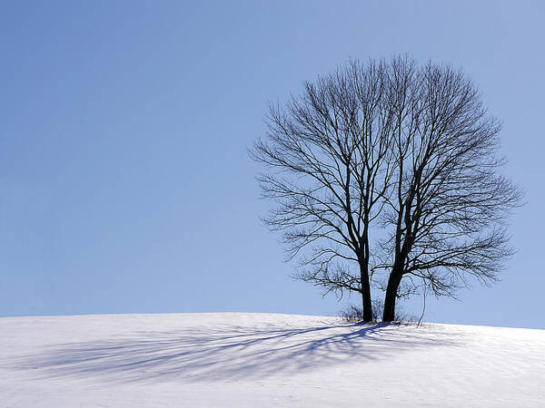 Winter Poster featuring the photograph Winter - Snow Trees 2 by Richard Reeve