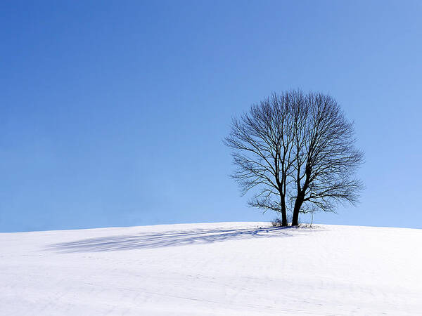 Winter Poster featuring the photograph Winter - Snow Trees by Richard Reeve