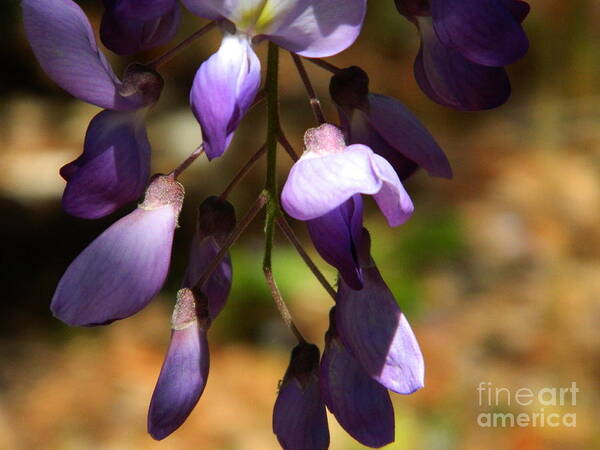 Wisteria Poster featuring the photograph Wisteria 2 by Andrea Anderegg