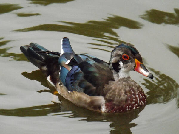 Duck Poster featuring the photograph Wood Duck by Brenda Brown