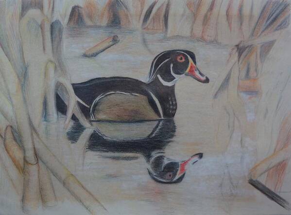 Wildlife Drawing Poster featuring the drawing Wood Duck by Peggy Clark