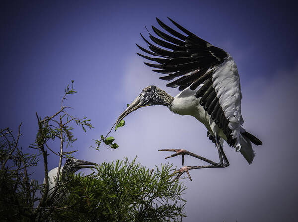 Rookery Poster featuring the photograph Woodstork Delicate Landing by Donald Brown