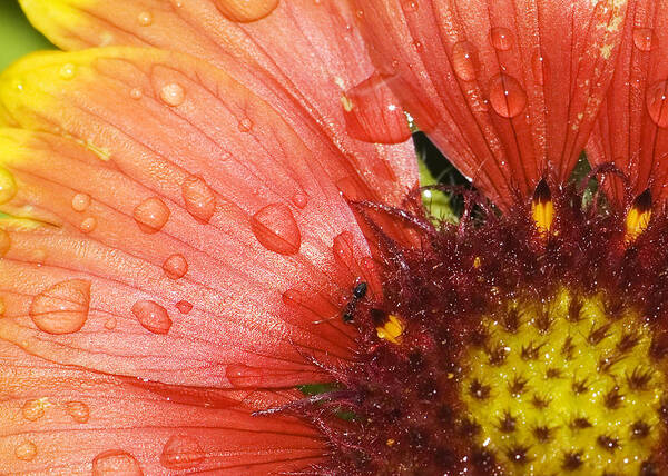 Flowers Poster featuring the photograph Yellow and red with ant by Robert Culver