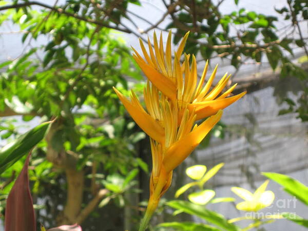 Yellow Bird Of Paradise Poster featuring the photograph Yellow Bird of Paradise by HEVi FineArt