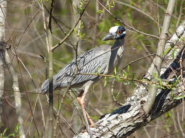 Orcinusfotograffy Poster featuring the photograph Yellow Crowned Night Heron by Kimo Fernandez