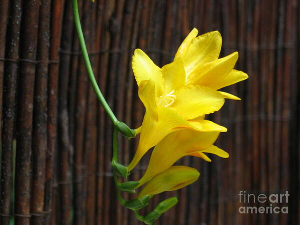Flower Buds Poster featuring the photograph Yellow Petals by HEVi FineArt