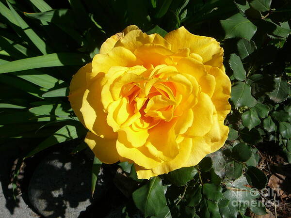 Early Spring Poster featuring the photograph Yellow Rose #1 by Mary Gonzales