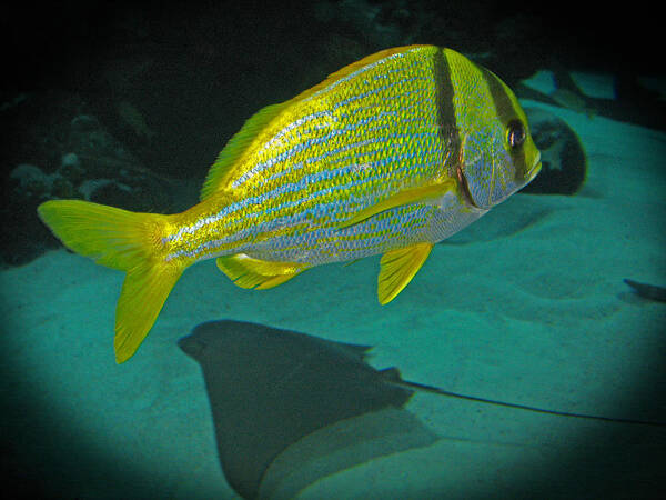 Yellow_fish Poster featuring the photograph Yellow Striped Fish by Connie Fox
