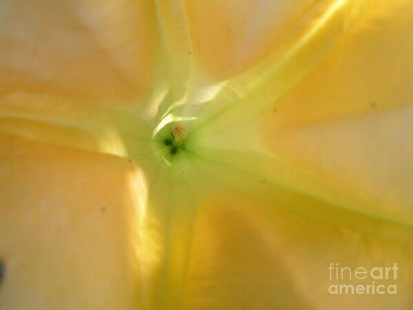 Yellow Flower Poster featuring the photograph Yellow Translucent Flower by Bev Conover