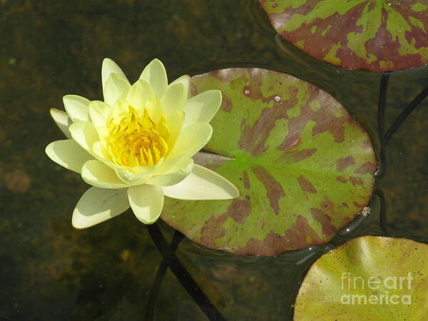 Water Poster featuring the photograph Yellow Water Lily by Ausra Huntington nee Paulauskaite