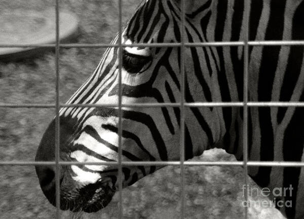 Black And White Poster featuring the photograph Zebra Grid by Tom Brickhouse