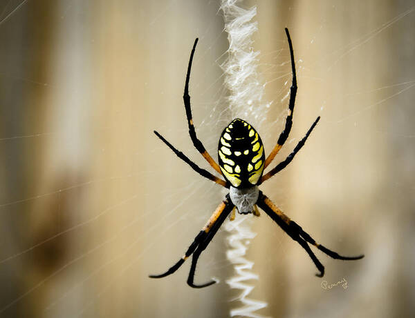 Argiope Aurantia Poster featuring the photograph Zig Zag is More Fun by Penny Lisowski