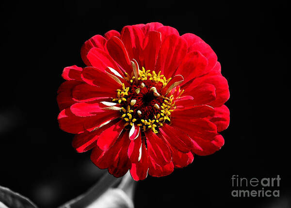 Zinnia Poster featuring the digital art Zinnia Red Flower Floral Decor Macro Watercolor Color Splash Black and White Digital Art by Shawn O'Brien