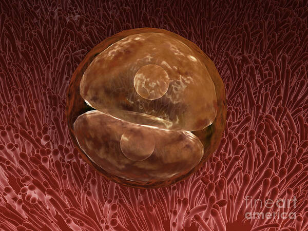 Horizontal Poster featuring the digital art Zygote Development 24-36 Hours by Stocktrek Images