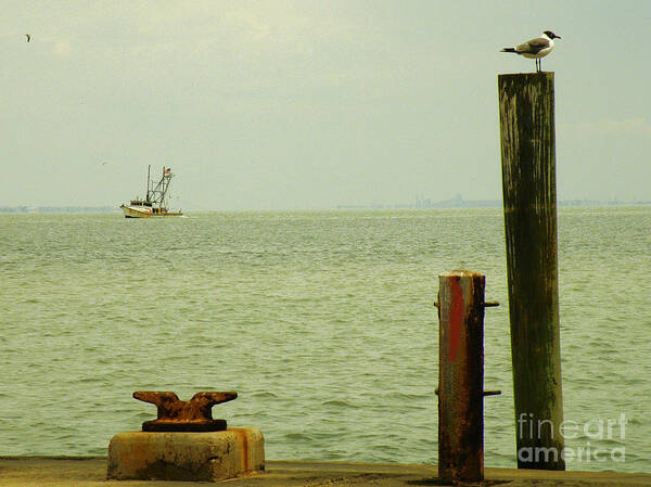 Seagull Poster featuring the photograph Balance #1 by Joe Pratt