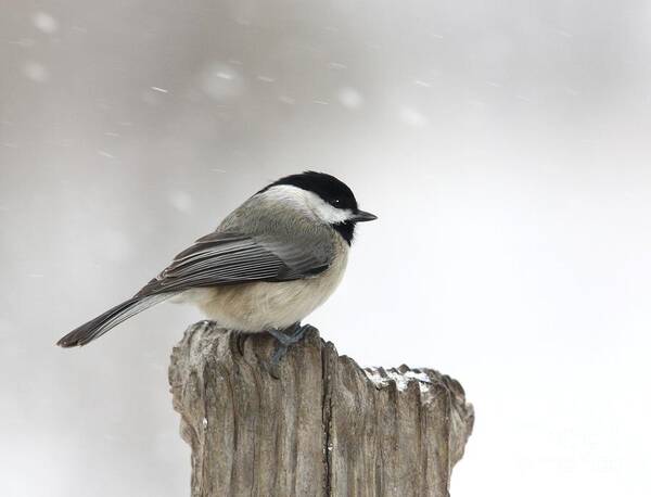 Nature Poster featuring the photograph Black-capped Chickadee #1 by Jack R Brock
