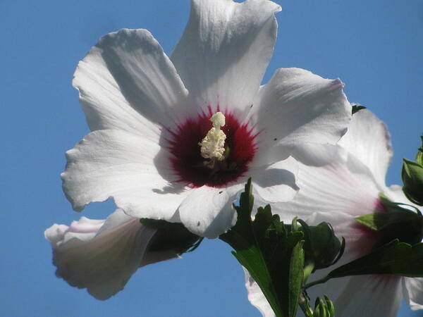 Rose Of Sharon Poster featuring the photograph Blue And White #4 by Alfred Ng