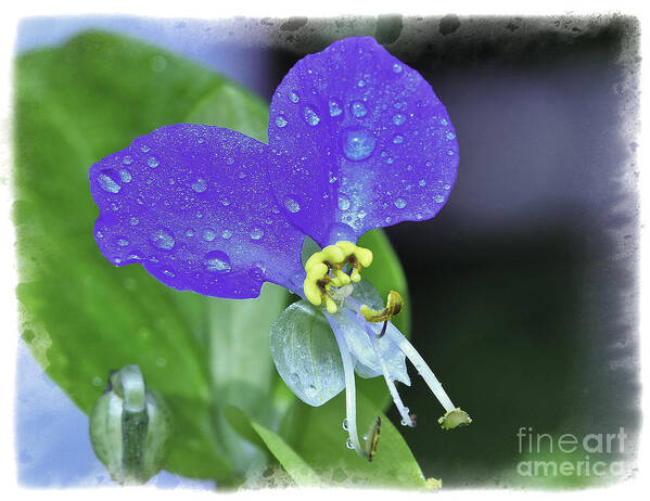 Flower Macro Poster featuring the photograph Blue #1 by David Waldrop