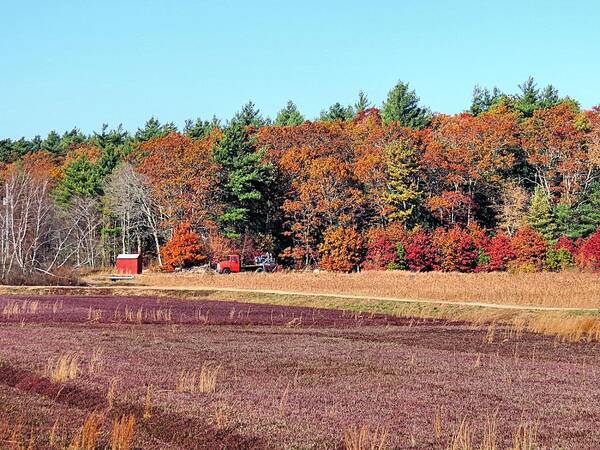 Cranberry Bog Poster featuring the photograph Bog Colors by Janice Drew