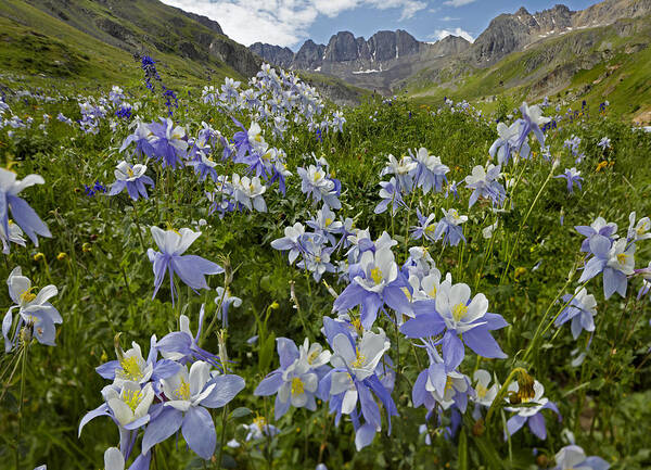 00438895 Poster featuring the photograph Colorado Blue Columbine Flowers #1 by Tim Fitzharris