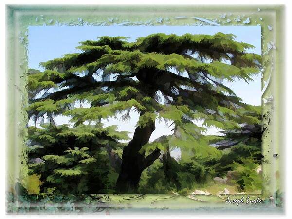 Tree Poster featuring the photograph DO-00512 Cedar Forest by Digital Oil