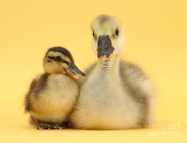 Nature Poster featuring the photograph Embden X Greylag Gosling And Mallard #1 by Mark Taylor