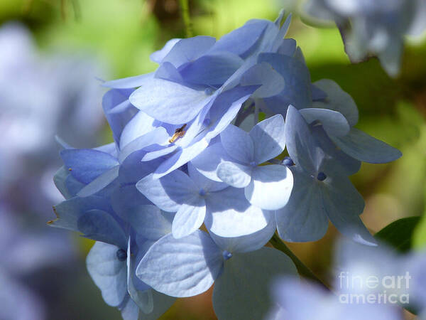 Pale Blue Hydrangea Poster featuring the photograph Hydrangea #1 by Lynn Bolt