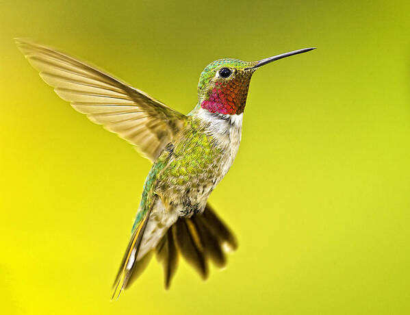 Bird Poster featuring the photograph Male Broad-tailed Hummingbird #1 by Fred J Lord
