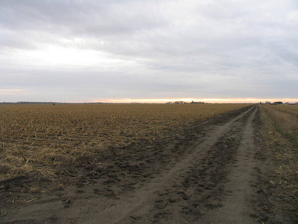 Nebraska Poster featuring the photograph Nebraska Corn Field #1 by Mark Norman