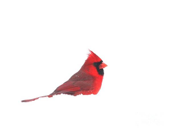 Nature Poster featuring the photograph Northern Cardinal #1 by Jack R Brock