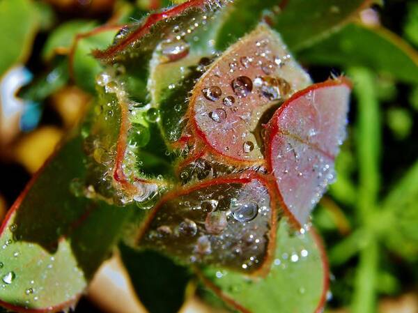 Green; Plant; Garden; Macro; Nature; Leaf; Brown; Beige; Water Spring; Wet; Red; Common Pincushion; Raindrops; Sunlight; Background; Decorative; Poster featuring the photograph Raindrops on leaf #1 by Werner Lehmann