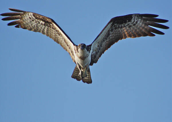 Osprey Poster featuring the photograph Remember to Soar by Cathie Douglas