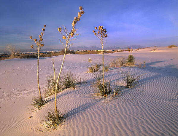 00176857 Poster featuring the photograph White Sands National Monument New Mexico #1 by Tim Fitzharris