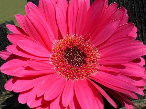 Gerbera Photographs Poster featuring the photograph 1052c by Kimberlie Gerner Wells