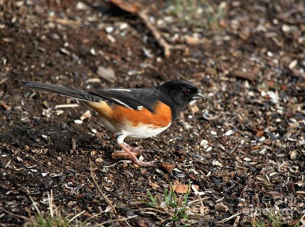 Nature Poster featuring the photograph Eastern Towhee #12 by Jack R Brock