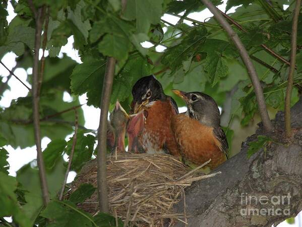 Nature Poster featuring the photograph American Robin #2 by Jack R Brock