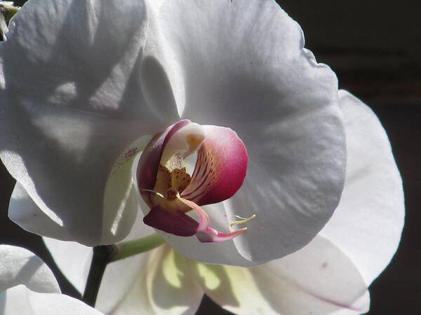 White Orchid Poster featuring the photograph Orchid Macro #2 by Alfred Ng