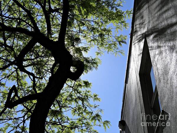 Tree Poster featuring the photograph Wall and Tree by Sarah Loft