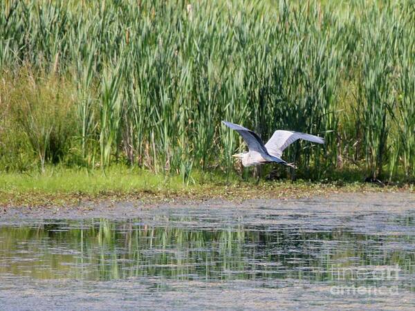 Nature Poster featuring the photograph Great Blue Heron #23 by Jack R Brock