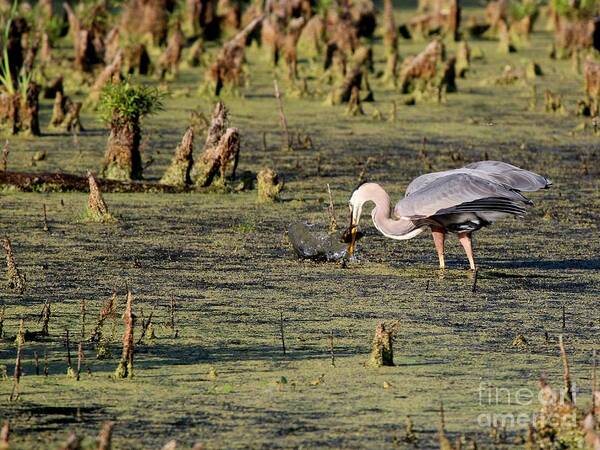 Nature Poster featuring the photograph Great Blue Heron #25 by Jack R Brock