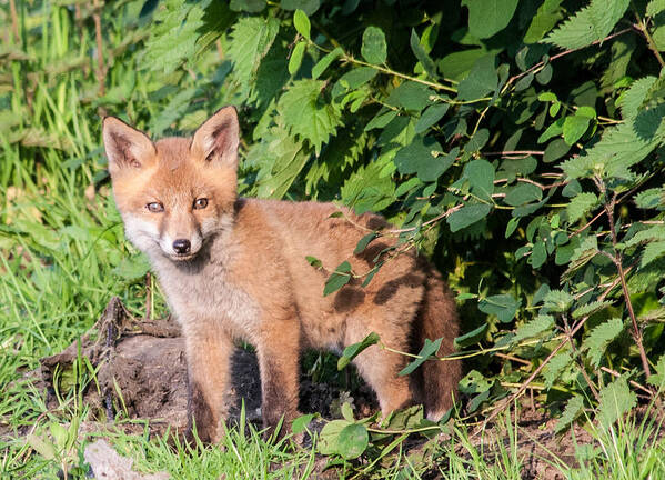 Dawn Oconnor Dawnoconnorphotos@gmail.com Poster featuring the photograph Fox Cub #3 by Dawn OConnor